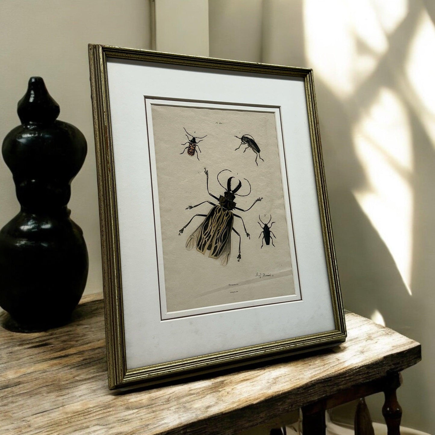 Nature of Beetle - #1380 - The Artful